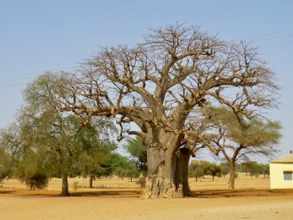 Baobab tree in a Senegalese village, representing the roots of Saafara's West African tea traditions